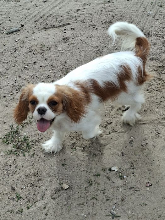 Cavalier półtora roczna suczka