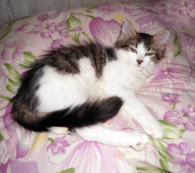 Котик Орфей, метис сфинкс-браш и мейн-кун-сибиряка