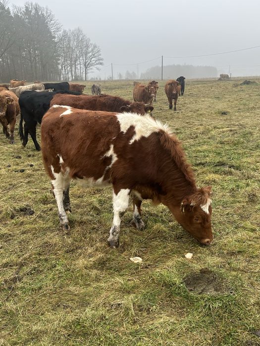 Sprzedam bydło mięsne