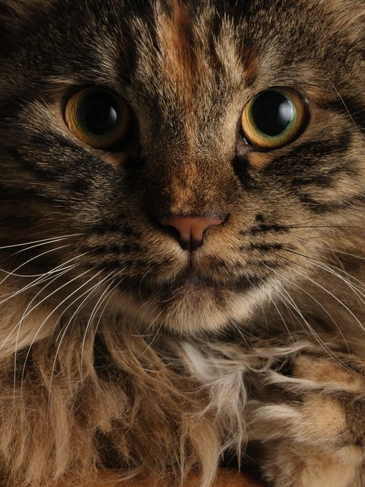 Дівчинка підліток породи КУРИЛЬСЬКИЙ БОБТЕЙЛ