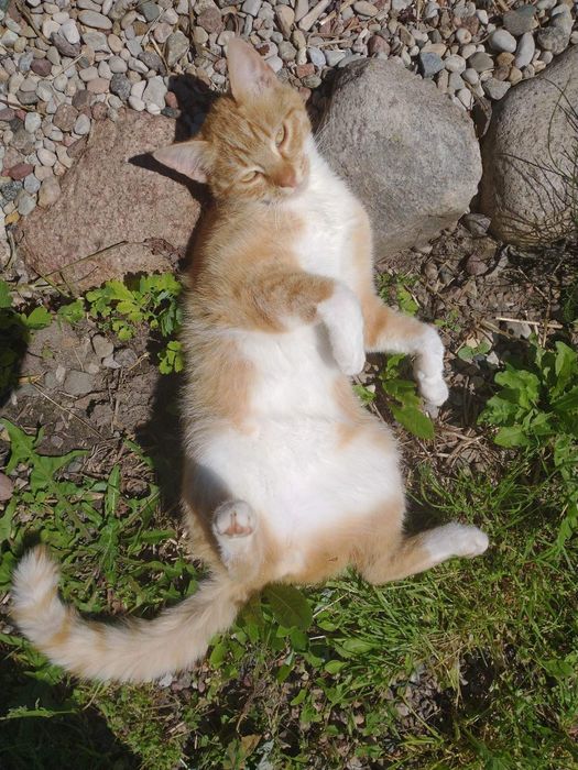 Zaginął rudy kot Nowe Boryszewo