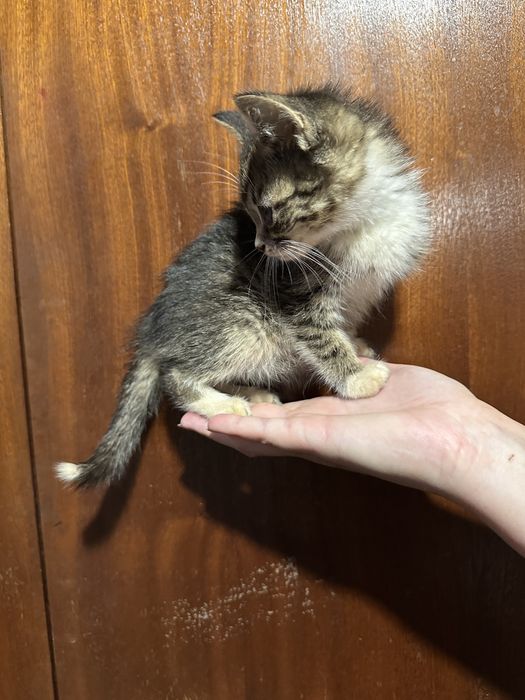 Киця кошеня 2,5-3 місяці