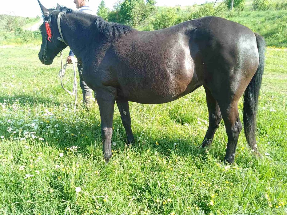 Продається дві кобили!