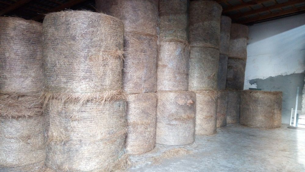 Siano,bale 120/120 transport 350 sztuk