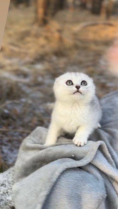 Киця фолд висловуха срібна шиншила шотландська дівчинка