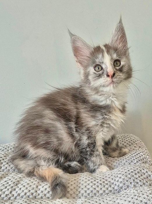 Pięknie kolorowa kotka rasy Maine coon!