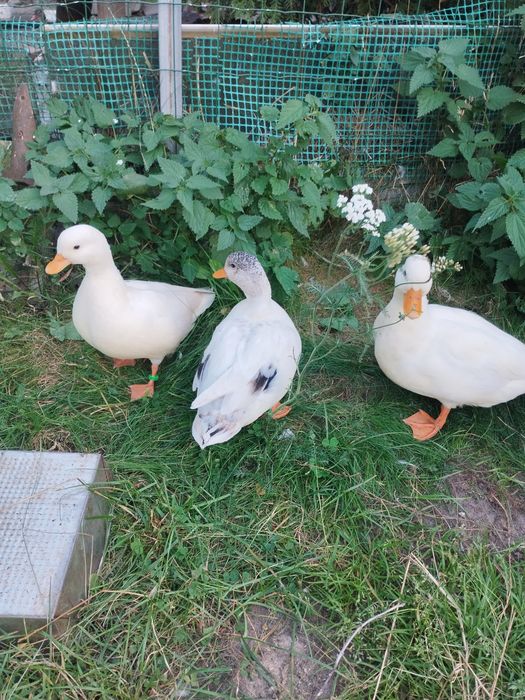 Kaczki call duck