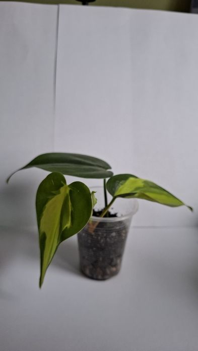 Рослини Квіти . Філодендрон, Епіпремнум, Традесканція