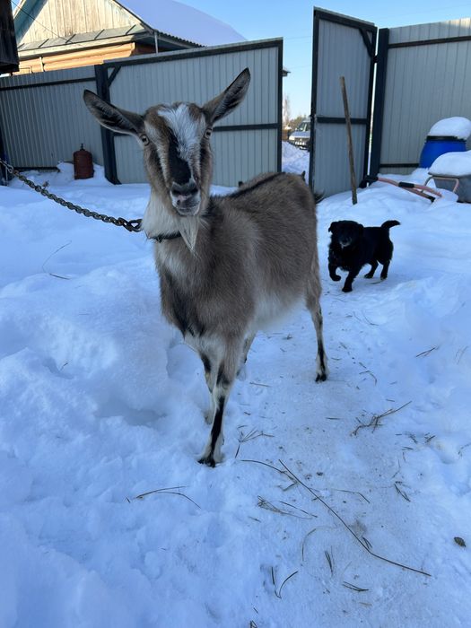 Продам дійну козу