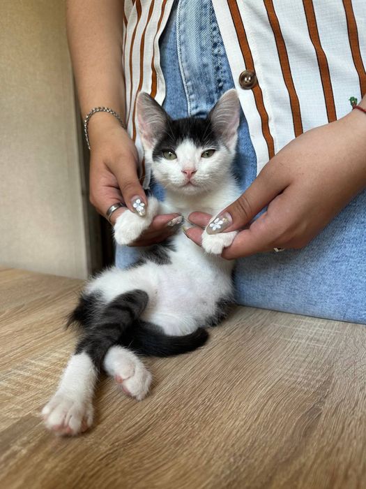 Котики з Оріхова шукають батьків