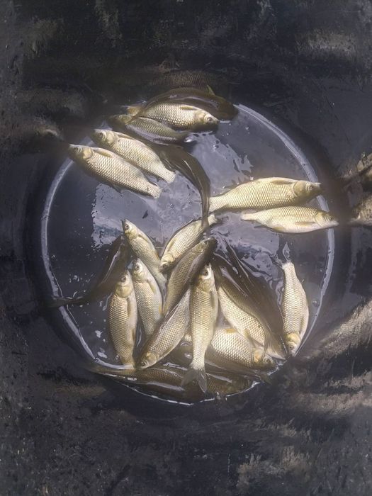 Зарибок, однорічна і двухрічка коропа амура і товстолоба