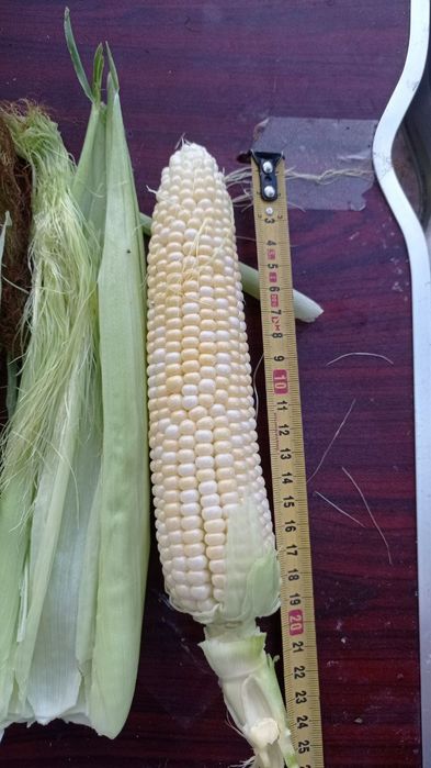 Солодка кукурудза Ракель м.Кременчук