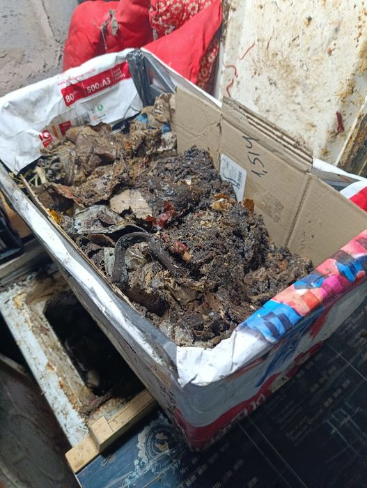 Червячок КОЛИФОРНИЕЦ семьями.