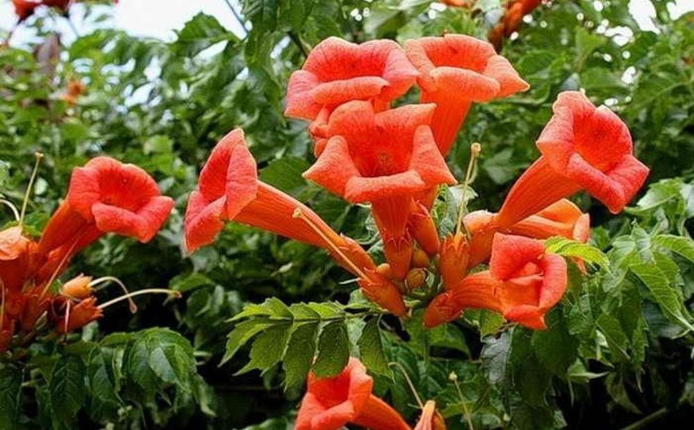 Кампсис кущі             .