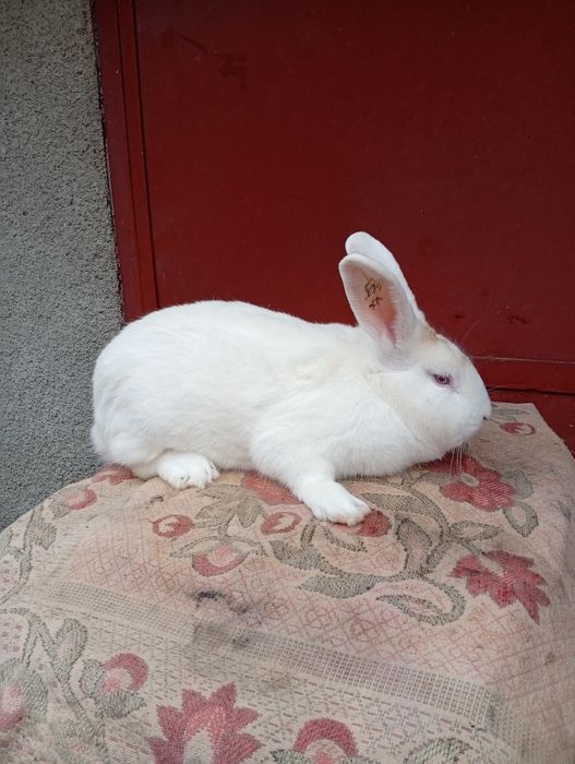 Кролики білий панон