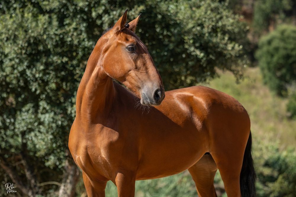 Egua letra R neta do viheste