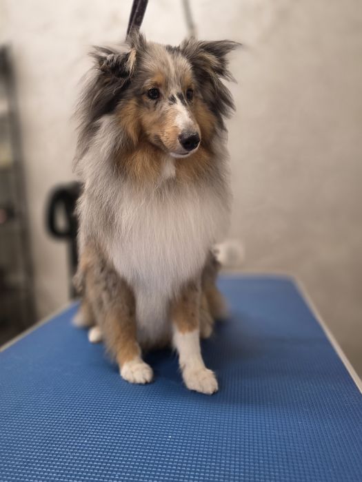 Kurs strzyżenia psów, Kurs Grooming, psi fryzjer Bytom