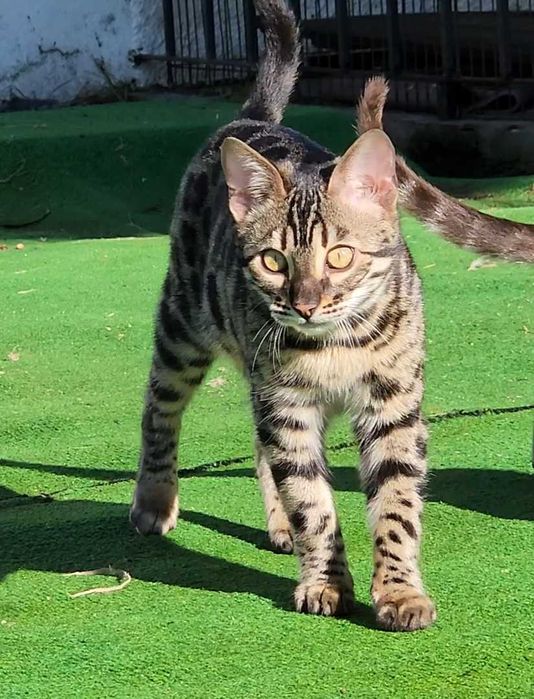 Charcoral Gatinho de bengala (fêmea)
