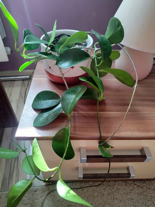 Hoja australis,hoja australis
