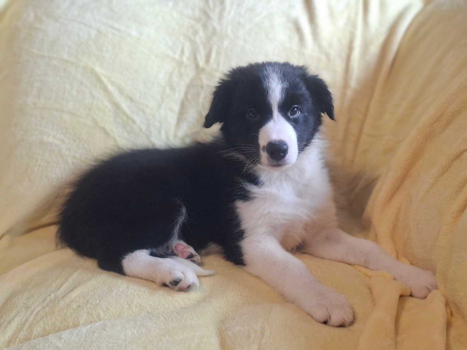 Border Collie piękny szczeniak piesek czarno - biały:-) cud natury
