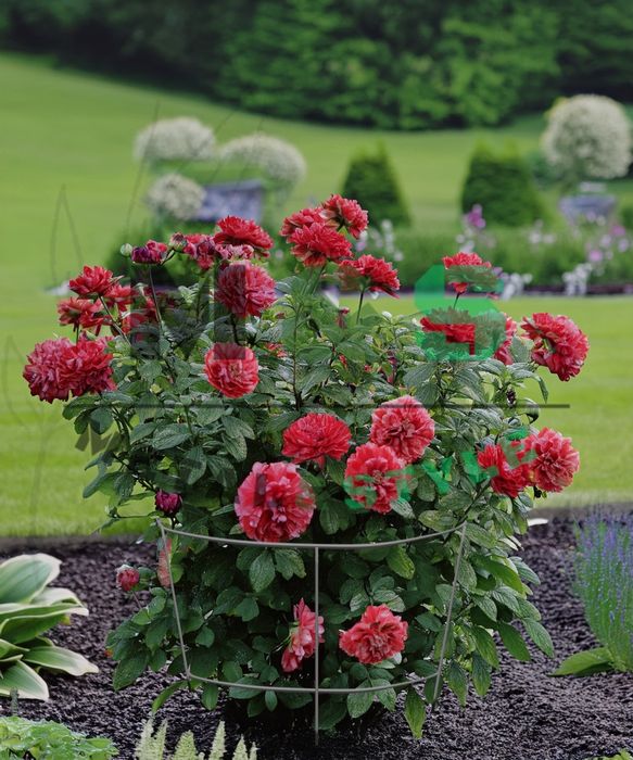 Podpory ogrodowe do roślin / kwiatów  ze stali ocynkowanej zestaw 2szt