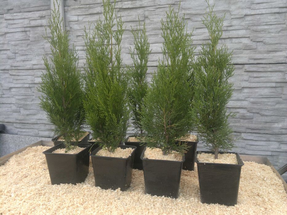 Thuja Szmaragd Smaragd 40-60cm