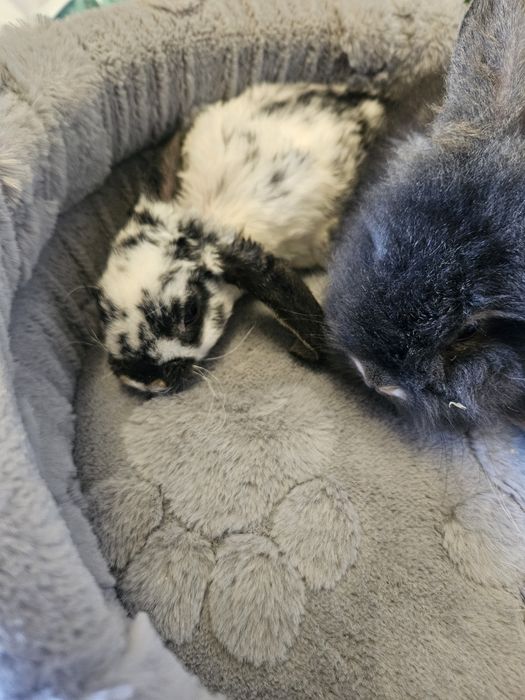 Króliki miniaturowe Mini Loop  Baranek. Sklep zoologiczny Rafa Kraków. Nowe