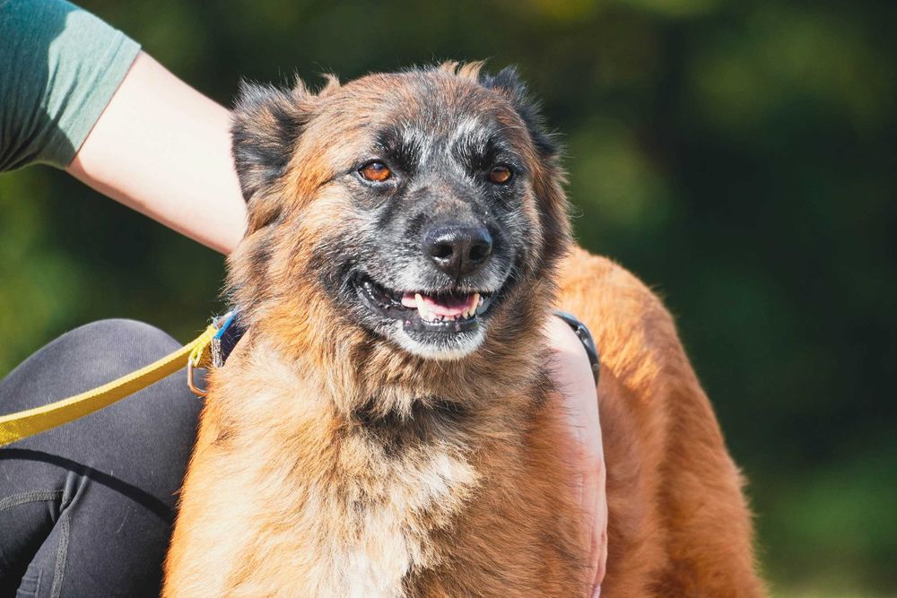 Wiwat - super fajny pies do adopcji