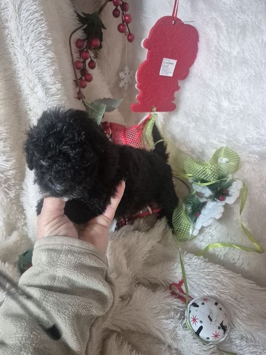 Poodle Toy  Macho Criadora Registada PT 3088 FL