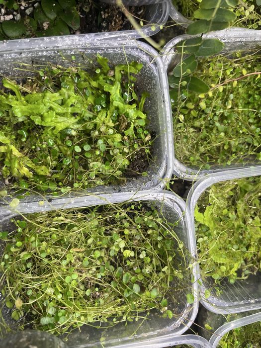 Rosliny tropikalne do paludarium, terrarium- solanum,marcgravie i inne