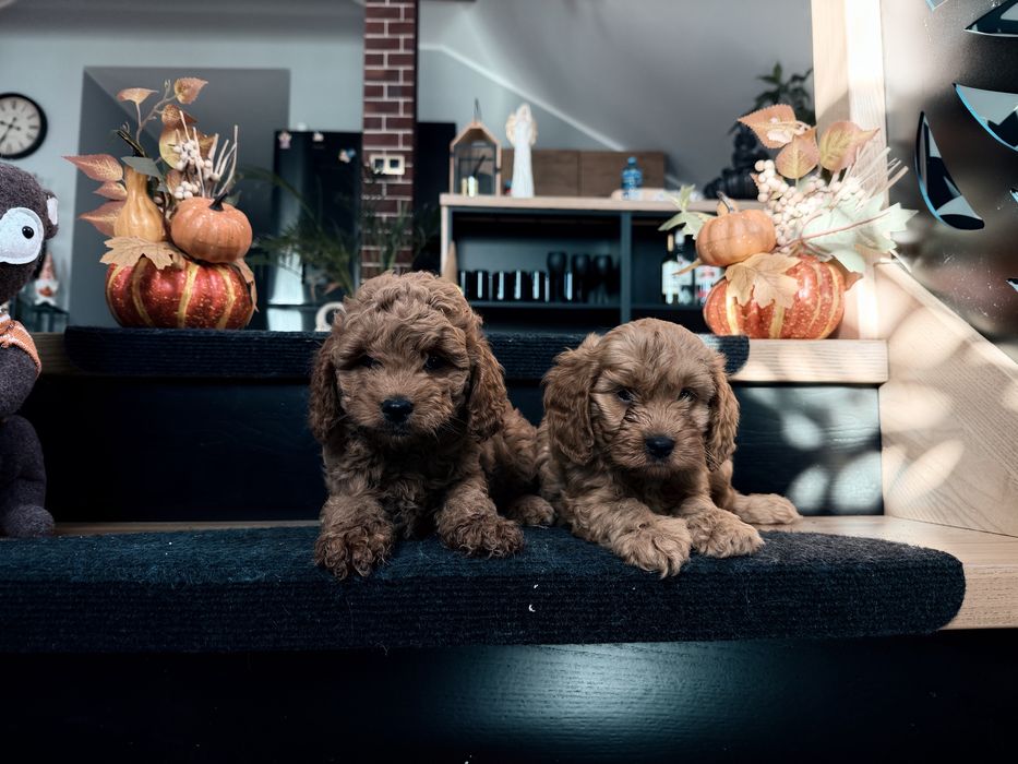 Cavapoo  piesek F1b
