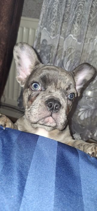 Французький Бульдог