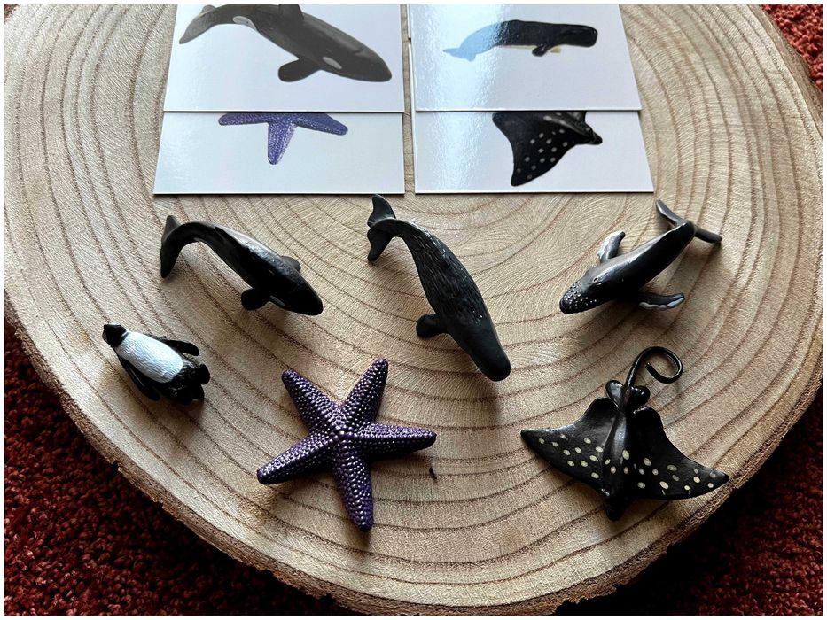 Animais do mar - Montessori