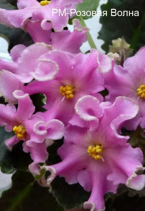 Фиалки сортовые, листья, цветущие. Сенполии