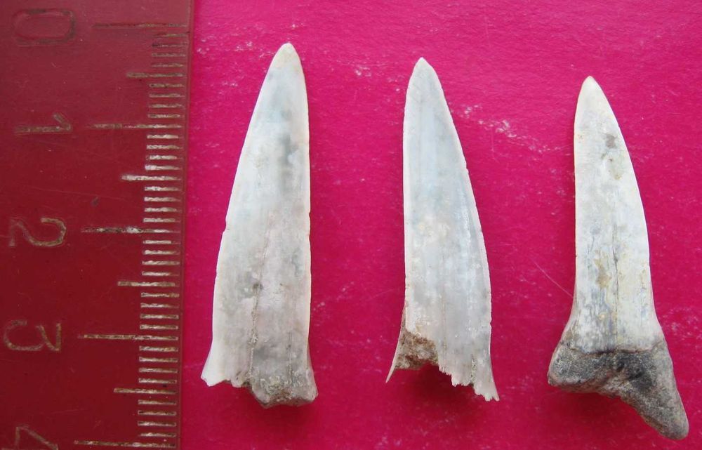 Зубы ископаемой акулы - 3 шт.