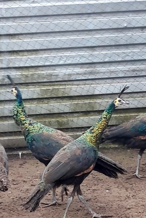 Paw  pawie  -  oryginał - polecam