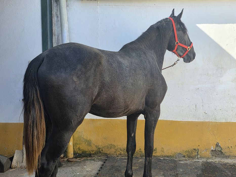 Puro Sangue Lusitano