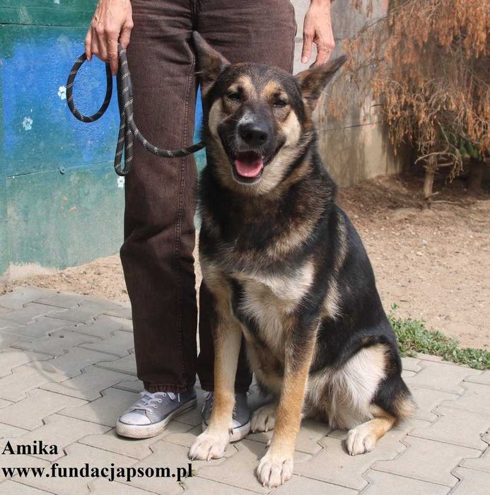 Amika, przyjaciółka wilczyca