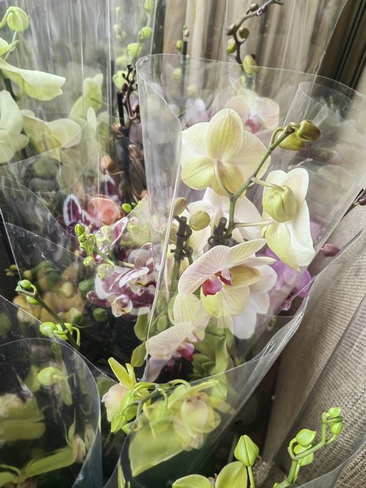Sprzedam storczyki ,orchidee