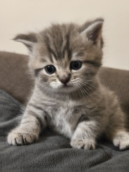 Gatinho Scottish Straight
