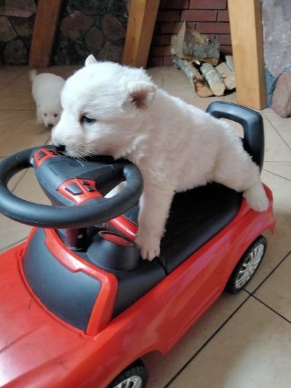 Biały owczarek szwajcarski