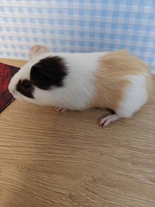 Продам морських свинок