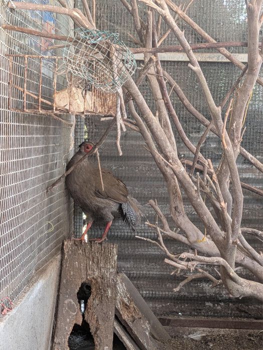 Casais de Faisões Prateados (Silver Pheasant) Adultos