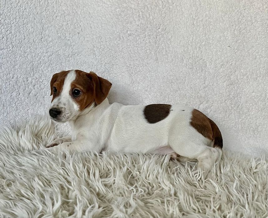 Jack Russell Terrier