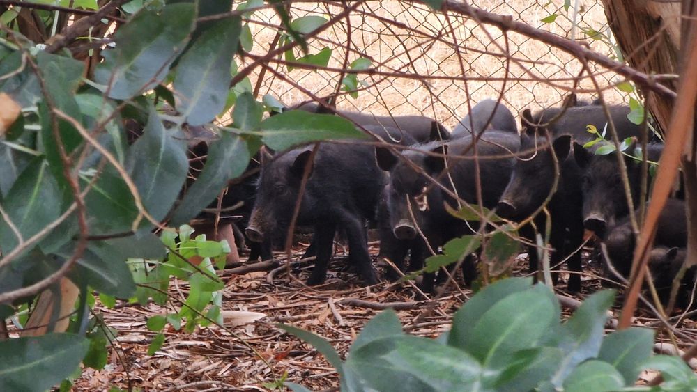 Vendo porcos preto(vietnamita)