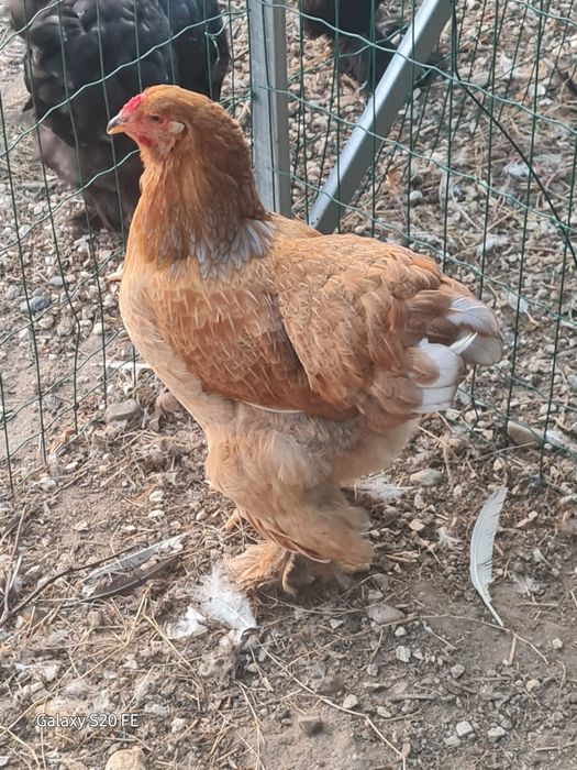 Galinhas e galos  Brahma