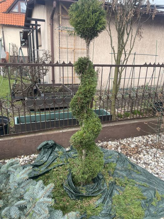 Tuja formowana spirala bonsai  zywoplot pielegnacja cięcie