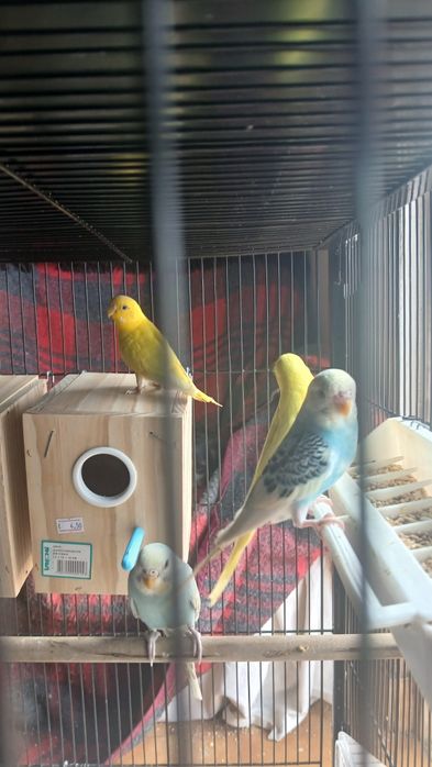 Troco 1 casal de periquitos por um casal de canários