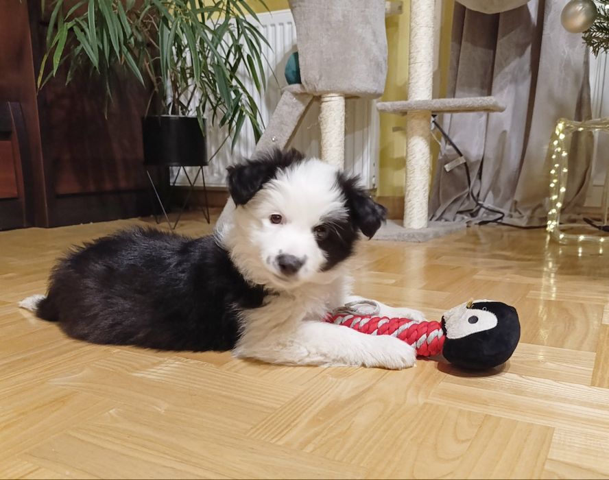 Sunia szczenię Border Collie ZKwP