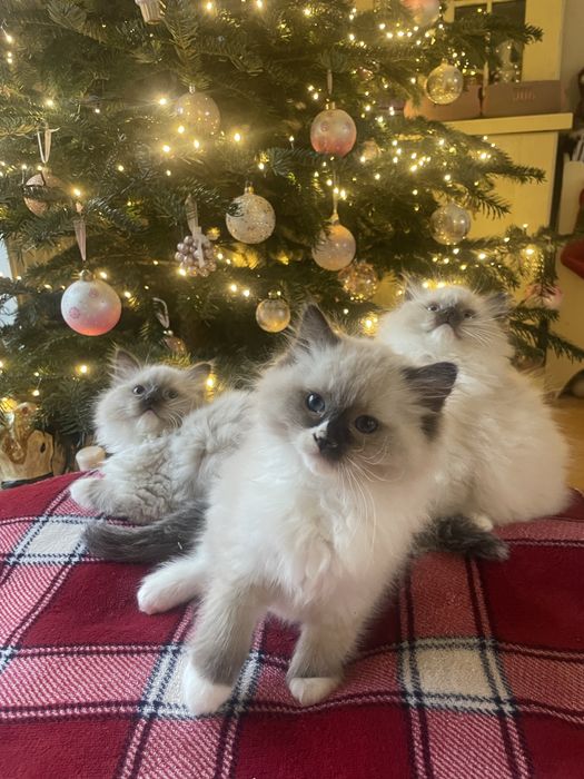 Ragdoll kotka DO ODBIORU seal mitted Fife/FPL